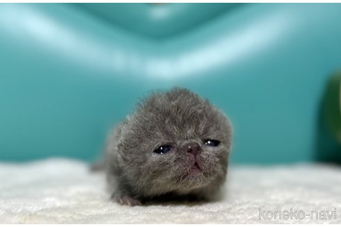 成約済の岐阜県のエキゾチックショートヘア-111257の2枚目