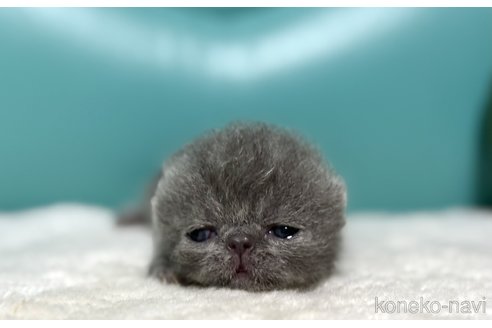 成約済の岐阜県のエキゾチックショートヘア-111257の3枚目