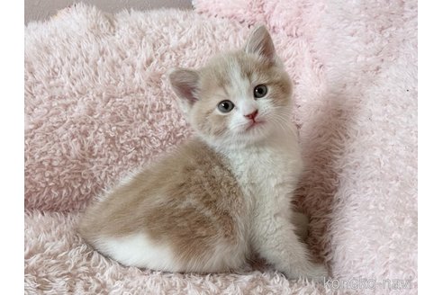 成約済の三重県のスコティッシュフォールド-111259の2枚目