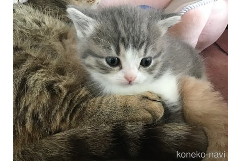 成約済の茨城県のマンチカン(短足)-111260の7枚目