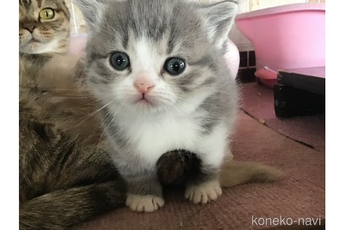 成約済の茨城県のマンチカン(短足)-111260の1枚目