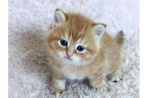 成約済の三重県のスコティッシュフォールド-111261の4枚目