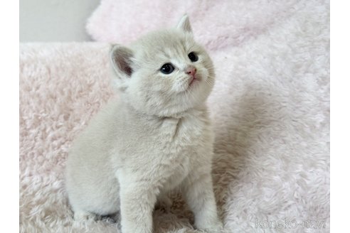 成約済の三重県のスコティッシュフォールド-111262の8枚目