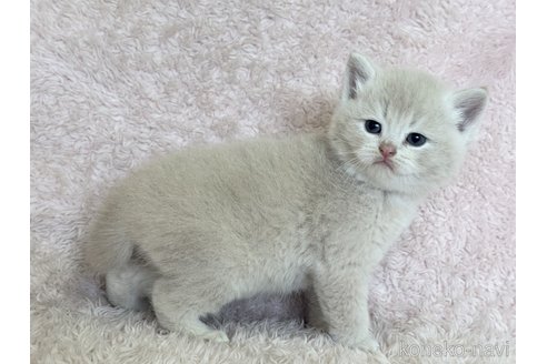 成約済の三重県のスコティッシュフォールド-111262の5枚目