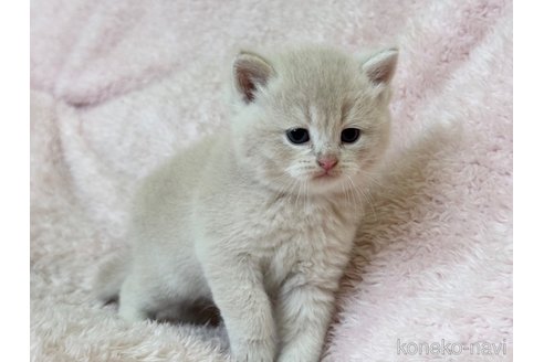 成約済の三重県のスコティッシュフォールド-111262の3枚目