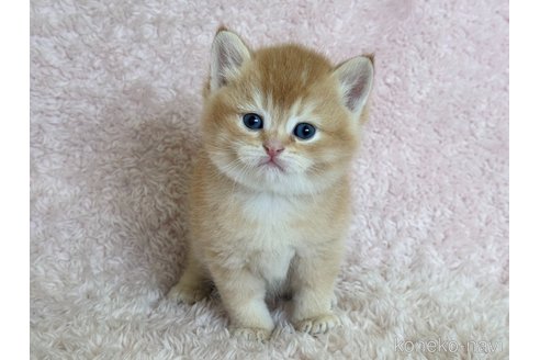 成約済の三重県のスコティッシュフォールド-111263の5枚目