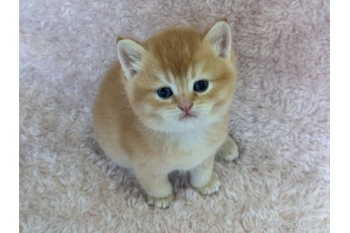成約済の三重県のスコティッシュフォールド-111263の2枚目