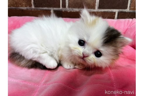 成約済の東京都のミヌエット(短足)-111272の5枚目