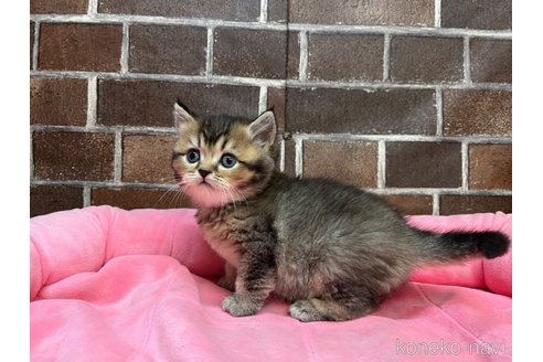 成約済の東京都のブリティッシュショートヘア-111275の10枚目
