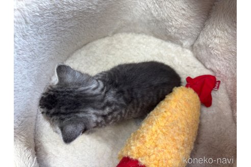 成約済の千葉県のスコティッシュフォールド-110487の8枚目