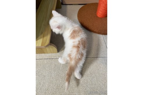 成約済の岡山県のスコティッシュストレート-111276の2枚目