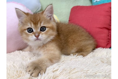成約済の大阪府のブリティッシュショートヘア-108966の2枚目