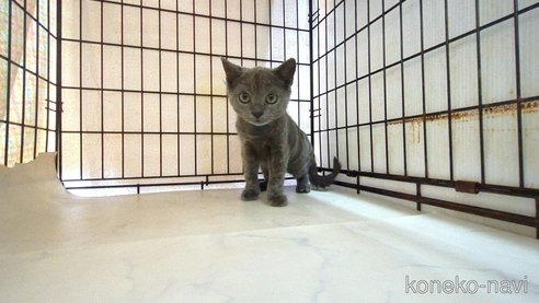 成約済の茨城県のブリティッシュショートヘア-111292の5枚目