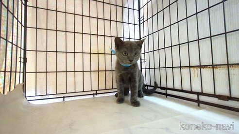 成約済の茨城県のブリティッシュショートヘア-111292の1枚目