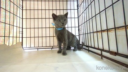 成約済の茨城県のブリティッシュショートヘア-111292の4枚目