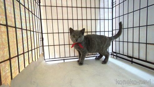 販売中の茨城県のブリティッシュショートヘア-111293
