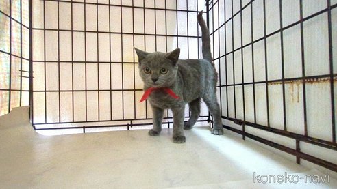 成約済の茨城県のブリティッシュショートヘア-111293の5枚目