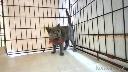 成約済の茨城県のブリティッシュショートヘア-111293の4枚目