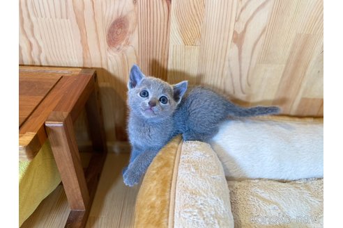 成約済の長野県のロシアンブルー-111296の4枚目
