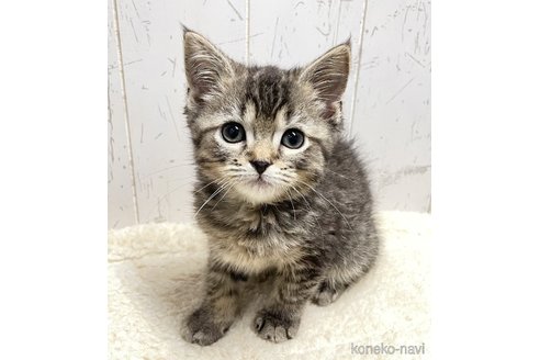 成約済の千葉県のスコティッシュフォールド-111333の4枚目