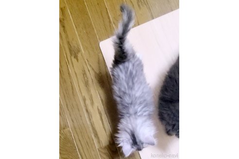 販売中の岡山県のメインクーン-108056の2枚目