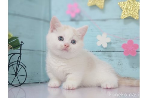 販売中の東京都のマンチカン-110753の4枚目