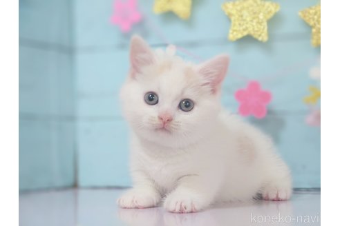 販売中の東京都のマンチカン-110753の2枚目