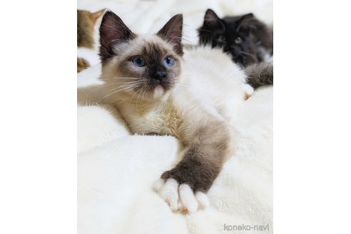 販売中の愛知県のネヴァマスカレード-108495の5枚目