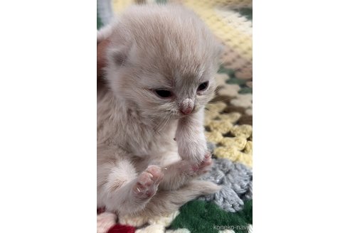 販売中の鹿児島県のマンチカン-111397