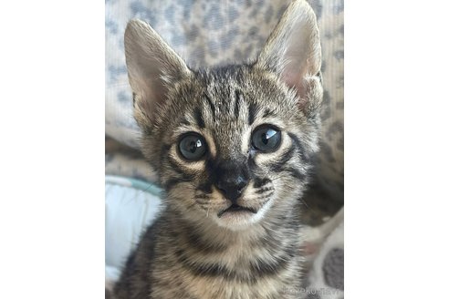販売中の愛知県のサバンナキャット-111413