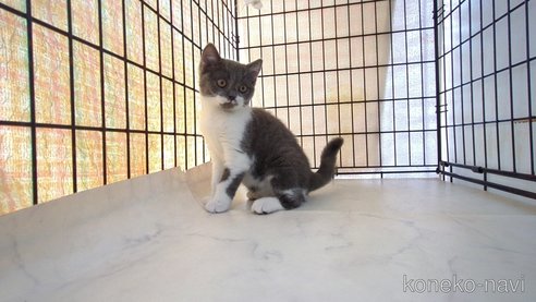 販売中の茨城県のブリティッシュショートヘア-111437