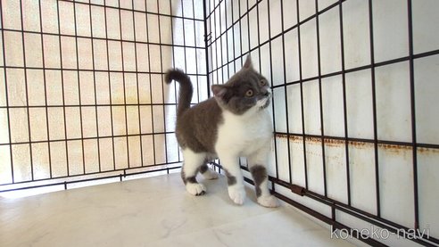 販売中の茨城県のブリティッシュショートヘア-111437の5枚目