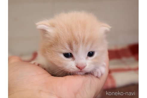 成約済の愛知県のスコティッシュフォールド-111467の2枚目