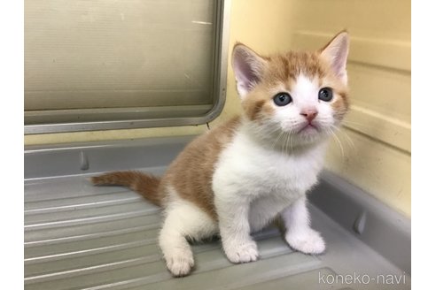 成約済の山形県のスコティッシュフォールド-111476の10枚目