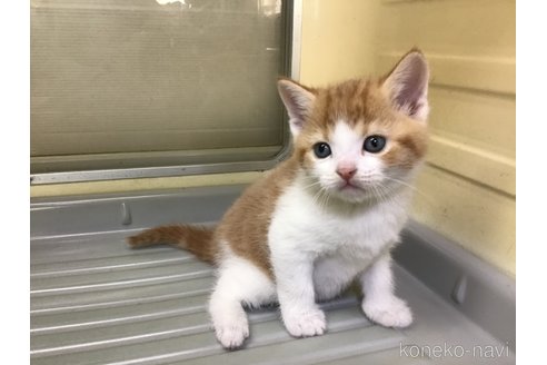 成約済の山形県のスコティッシュフォールド-111476の2枚目