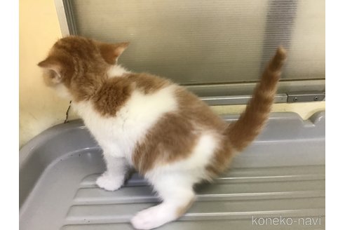 成約済の山形県のスコティッシュフォールド-111476の3枚目