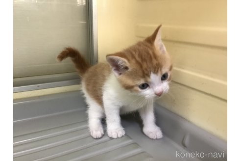 成約済の山形県のスコティッシュフォールド-111476の4枚目