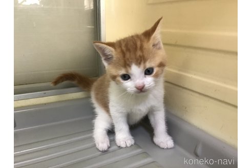 成約済の山形県のスコティッシュフォールド-111476の5枚目