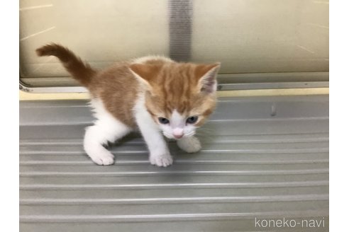 成約済の山形県のスコティッシュフォールド-111476の6枚目