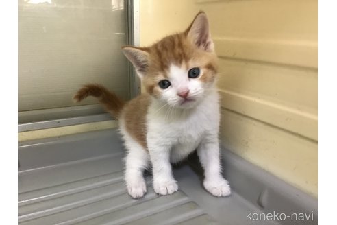 成約済の山形県のスコティッシュフォールド-111476の7枚目