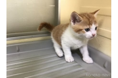 成約済の山形県のスコティッシュフォールド-111476の8枚目