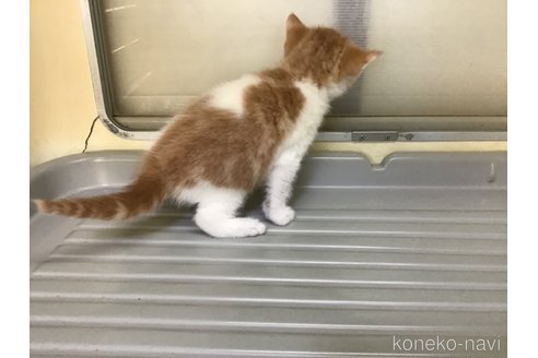 成約済の山形県のスコティッシュフォールド-111476の9枚目