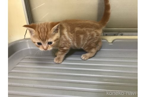 販売中の山形県のスコティッシュフォールド-111477の8枚目