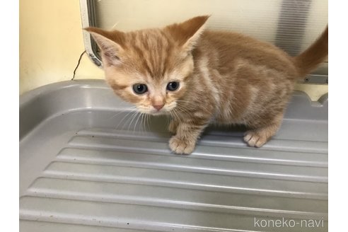 販売中の山形県のスコティッシュフォールド-111477の9枚目