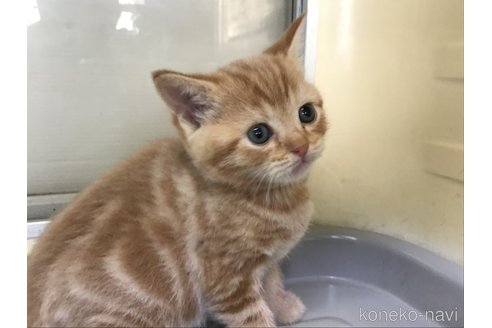 販売中の山形県のスコティッシュフォールド-111477の10枚目