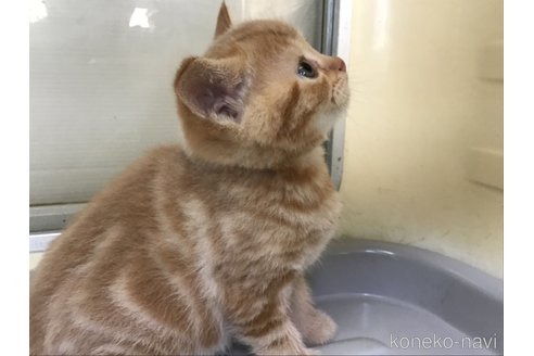 販売中の山形県のスコティッシュフォールド-111477の11枚目