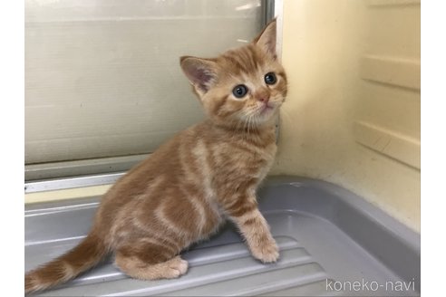 販売中の山形県のスコティッシュフォールド-111477の12枚目