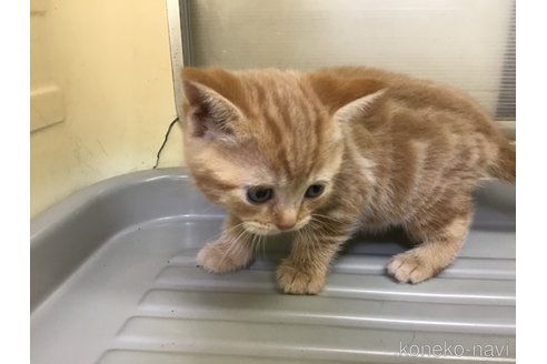 販売中の山形県のスコティッシュフォールド-111477の3枚目