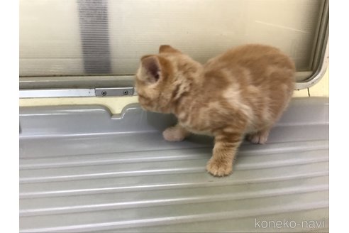 販売中の山形県のスコティッシュフォールド-111477の4枚目