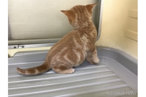 販売中の山形県のスコティッシュフォールド-111477の5枚目